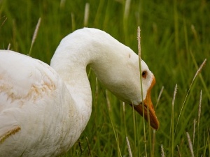 Duck With A Lump On Its Head (5 Reasons Why + What To Do)