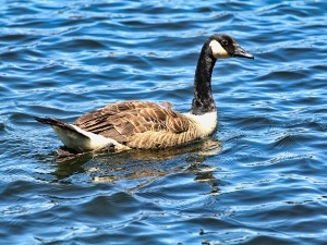 Do Geese Get Cold (3 Ways They Keep From Getting Cold)