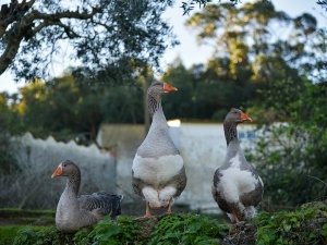 Ducks Picking On Another Duck (4 Reasons Why + What To Do + FAQ’s)