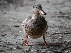 What Can I Give My Duck For A Cough? (3 Ways To Treat A Cough)