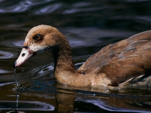 Do Ducks Drown Other Ducks? (1 Scenario When They Do)