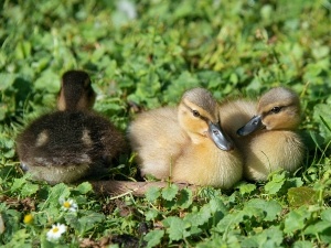 Why Is My Duckling’s Neck Swollen? (2 Reasons Why + What To Do)