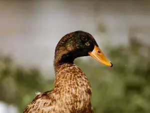 Duck Not Cleaning Itself (2 Reasons Why + What To Do)