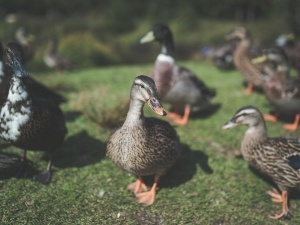 How To Get Rid Of Duck Poop Smell (5 Easy Ways)