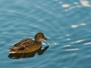 Duck Manure Vs Chicken Manure (5 Differences)