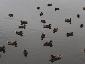How To Tell That A Duck Is Stressed (6 Signs + What To Do)