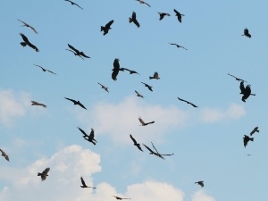 Why Does My Bird Flap Its Wings Really Fast (4 Reasons Why + What To Do)