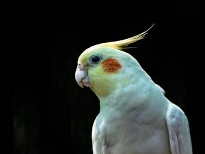 Cockatiel Diarrhea Egg-Laying (1 Reason Why + What To Do)