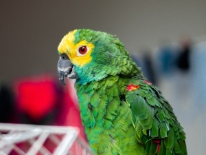 Bird Holding Onto Cage With Its Beak (3 Reasons Why + What To Do + FAQ’s)