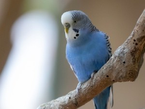 Do Budgies Like Blankets? (The Case For And Against It)