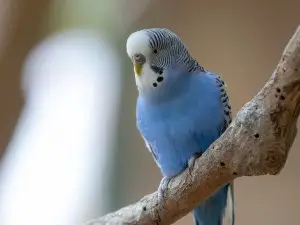 Budgie Bleeding Under Its Wing (1 Reason Why + What To Do)
