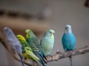 My Budgie’s Beak Is Turning Blue (2 Reasons Why + What To Do)