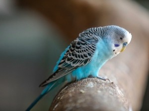 Baby Cockatiel Not Digesting (2 Reasons Why + What To Do)