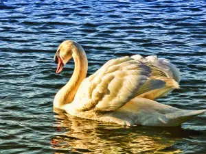 Do Swans Die When Their Mate Dies? (The Odd Truth)