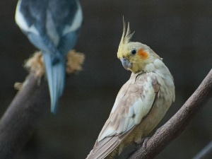 Cockatiel Hit Head (How To Help The Bird)