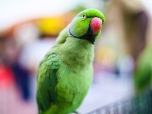 Why Is My Ringnecks Beak Black? (4 Reasons Why + What To Do)