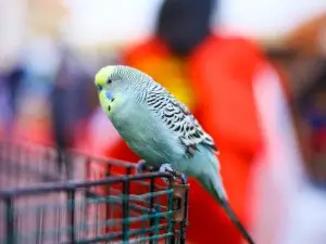How To Stop Budgies From Laying Eggs (7 Tips)