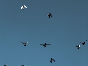 Why Is My Bird Flapping Its Wings And Screaming (2 Reasons Why + What To Do)
