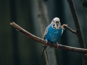 Budgie Breathing Fast And Puffed Up While Sleeping (2 Reasons Why + What To Do)