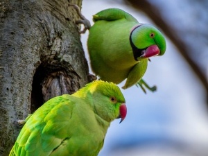 How To Get A Bird Down From A High Place (4 Solutions)