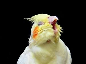 Cockatiel leg twitching (1 Reason Why + What To Do)