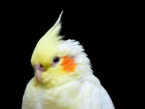 Cockatiel Bruised Beak (Why This Happens + What To Do)