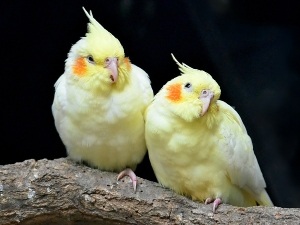Cockatiel Flirting Behavior (8 Ways Cockatiels Flirt)