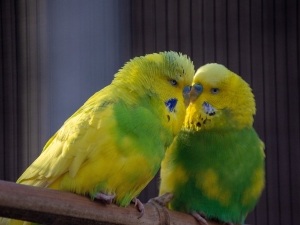 Budgie Twitching Head (1 Reason Why + What To Do)
