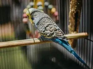Bald Budgie Vent (2 Reasons Why + What To Do)