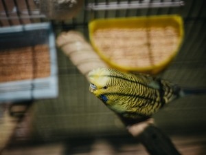 Budgie Twitching Wings (2 Reasons Why + What To Do)