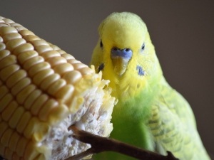 Budgie Flapping Wings On Perch (3 Reasons Why + What To Do)