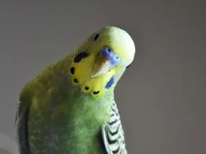 Budgie Pooping Clear Liquid (1 Reason Why, Symptoms + What To Do)