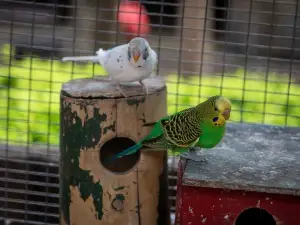 Why Is My Male Budgie Feeding The Female? (1 Surprising Reason Why)