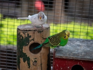 Budgie Bullying Other Budgie (5 Reasons Why + What To Do)