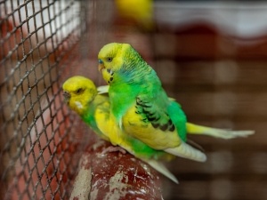 Budgie Cooing (Why This Happens + What To Do)