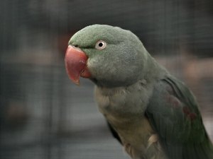 Can You Keep A Bird Without A Cage (How To Do It, Pros + Cons)