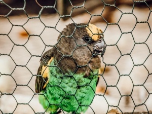 Letting An Untamed Bird Out Of The Cage (2 Benefits, 3 Precautions + How To)