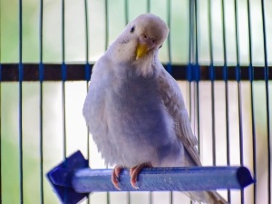 Letting Budgies Out Of The Cage For The First Time (6 Things To Do + Avoid)