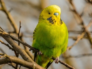 Budgie Throwing Up Clear Liquid (2 Reasons Why + What To Do)