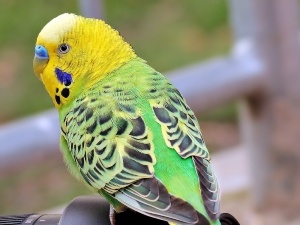 Why Do My Budgie’s Feathers Look Scruffy? (3 Reasons Why + What To Do)