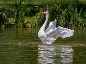 Can You Pet A Swan? (4 Things To Consider Before Trying To)