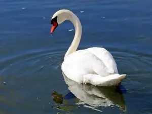 Do Swans Recognize Humans? (A Quick Guide)