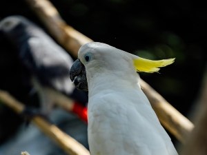Feather Bronzing Vs Stress Bars (Appernce, Causes + What To Do)