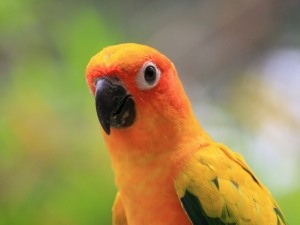 Why Are My Conures Feathers Turning Black (3 Reasons Why + What To Do)