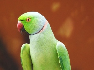 Indian Ringneck Beak Problems (4 Beak Problems To Look Out For)