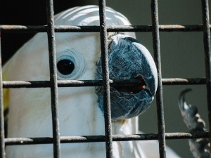 How To Stop Cage Aggression In Birds (5 Solutions + What To Avoid)