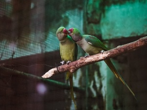Parakeet Going Crazy In Cage (3 Reasons Why + What To Do)
