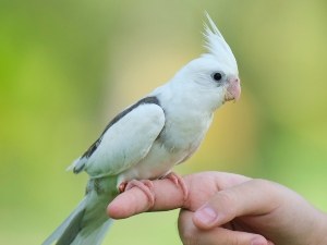 Baby Cockatiel Not Pooping (3 Reasons Why + What To Do)