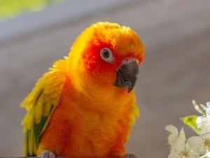Feather Bronzing Conure (How This Happens + What To Do)