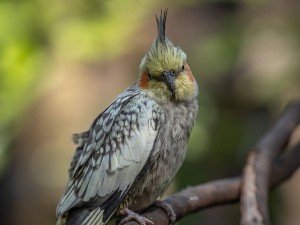 Cockatiel Feathers Turning Black (3 Reasons Why + What To Do)